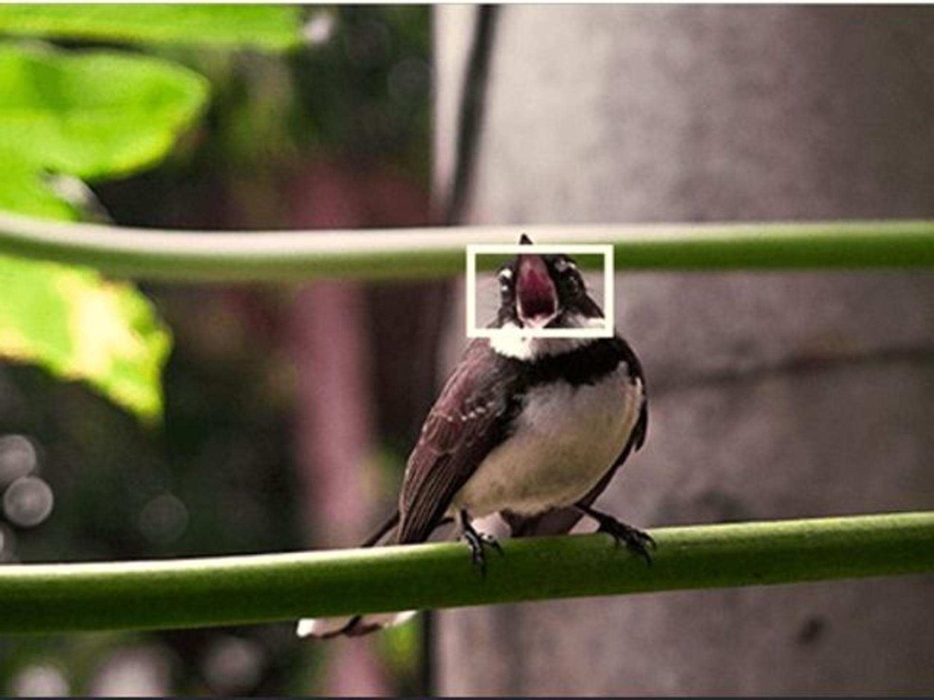 Subject Detection Autofocus