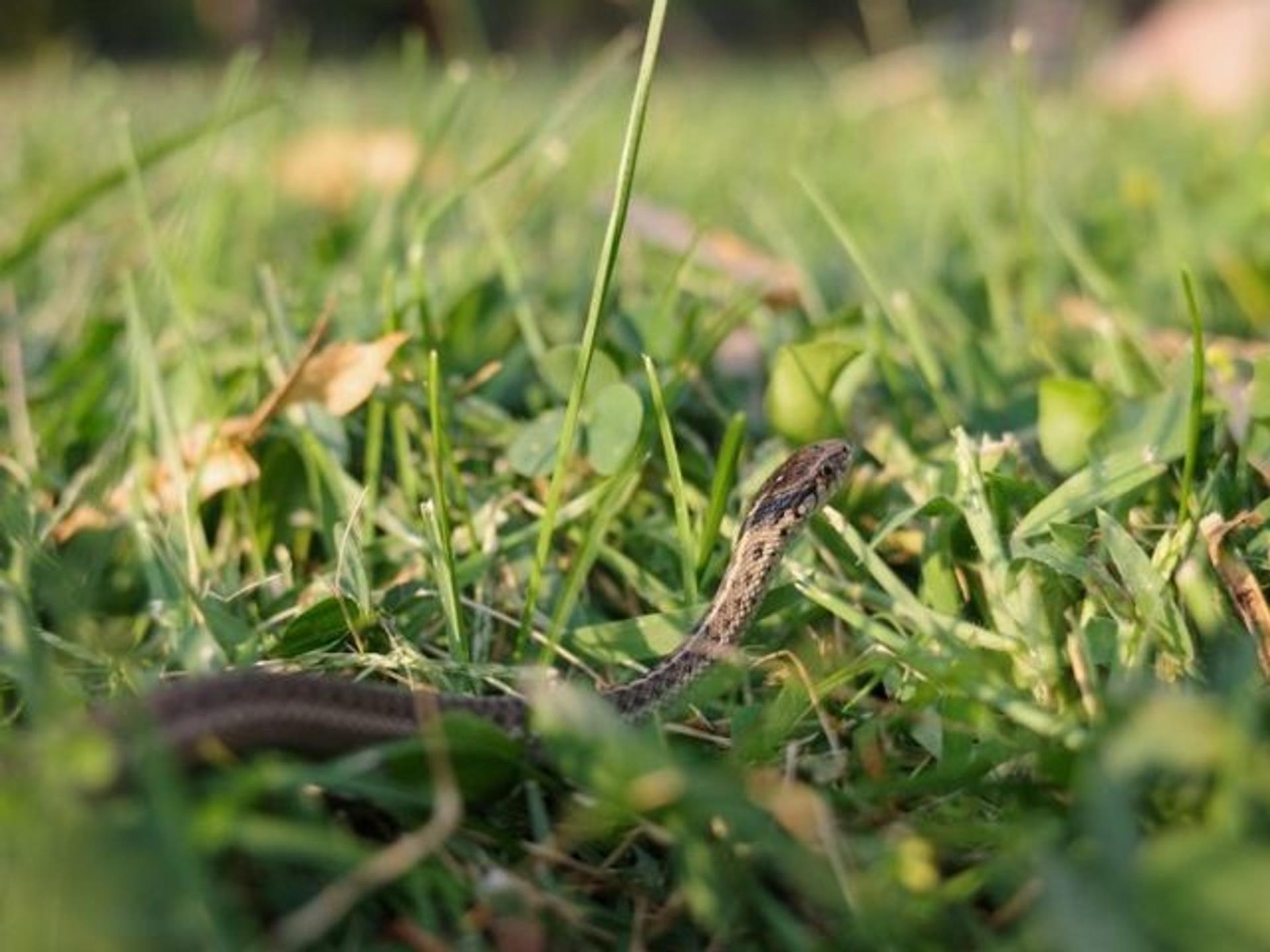 Multiple Autofocus Mode
