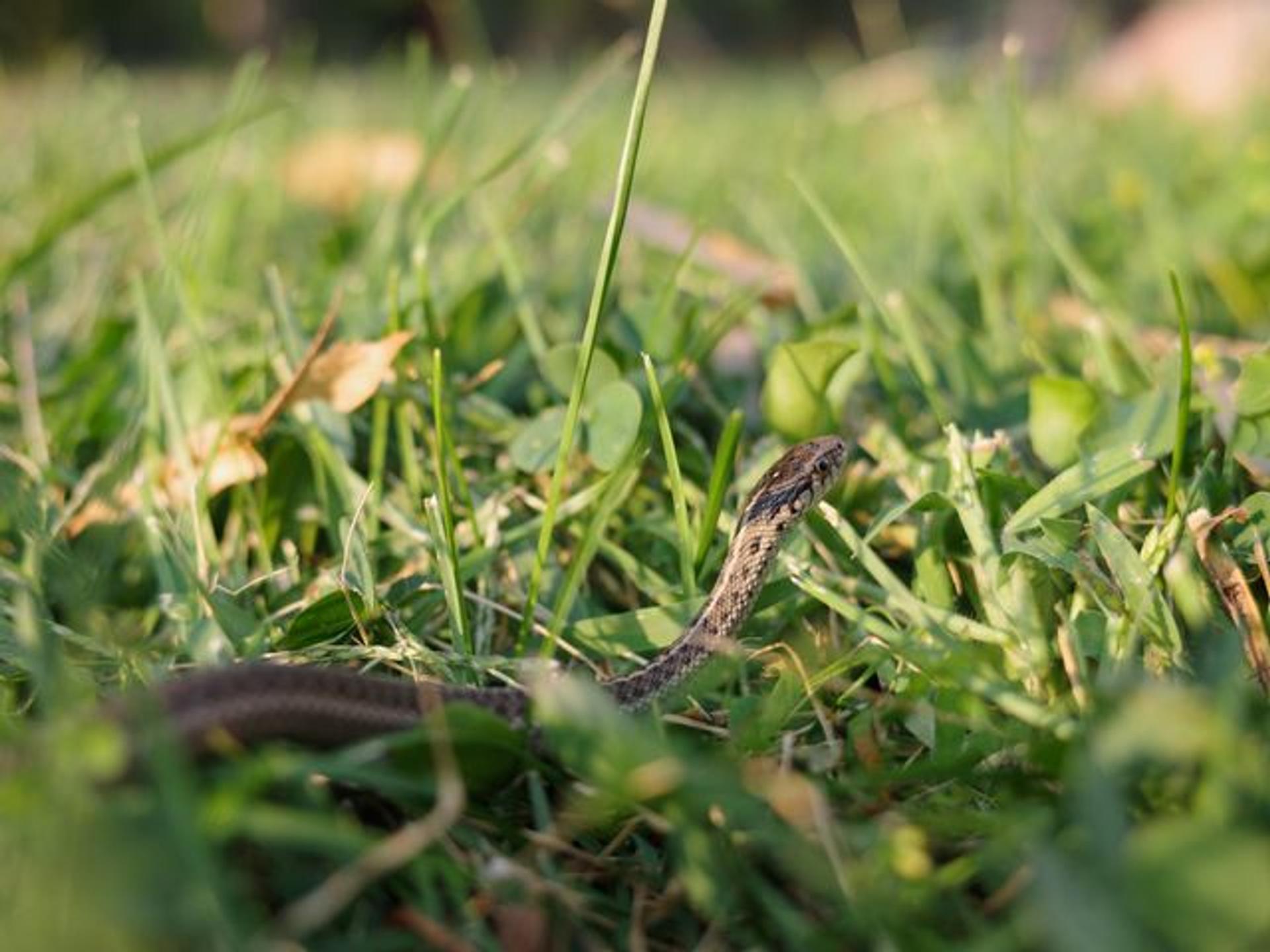 Multiple Autofocus Mode
