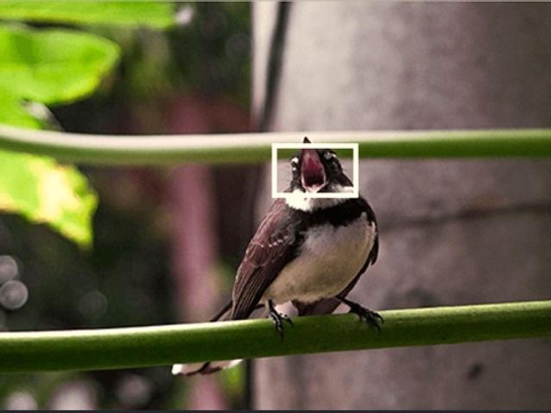 Subject Detection Autofocus